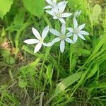 Ornithogalum gussonei Liść