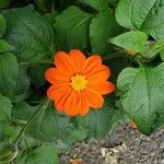 Tithonia rotundifolia Кветка