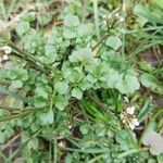 Cardamine parviflora Hoja