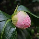 Camellia sasanqua Blüte