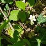 Rubus x uncinellus Cvet