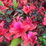 Rhododendron simsii Květ