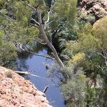 Eucalyptus camaldulensis Habitus