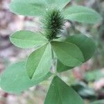 Trifolium lappaceum 葉