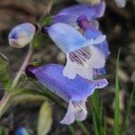 Penstemon cobaea Flower