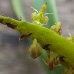 Bulbophyllum scaberulum Blomst