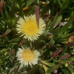 Carpobrotus edulis Virág