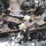 Nepeta italica Flor