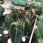 Philodendron melanochrysum Fuelha