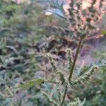 Urtica cannabina