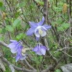 Aquilegia bernardii Other