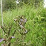 Teucrium scordium Elinympäristö