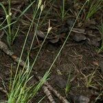 Carex tomentosa Habit