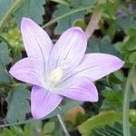 Campanula patula Flower