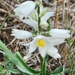 Chlorophytum tuberosum Kukka