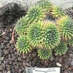 Mammillaria magnimamma Ліст