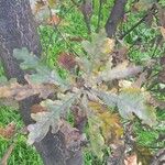 Quercus frainetto ഇല