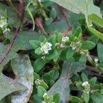 Polygonum arenastrum Flor