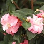 Camellia sasanqua Kukka