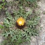 Carlina acanthifolia Habitus