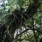 Tillandsia baileyi Vivejo