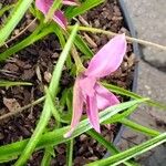 Hypoxis baurii Flower