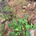 Lactuca muralis Libunga