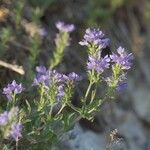 Veronica prostrata ᱵᱟᱦᱟ