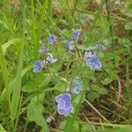 Veronica chamaedrys Cvijet