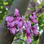 Cercis siliquastrumKukka