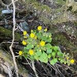 Aichryson divaricatum Hoja