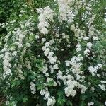 Spiraea trilobata Hàbitat