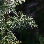 Artemisia chamaemelifolia Otro