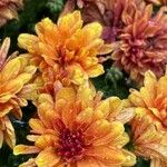 Chrysanthemum × grandiflorum फूल