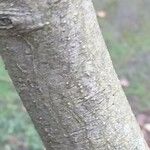 Alnus serrulata Corteza