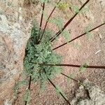 Scrophularia lucida Habit