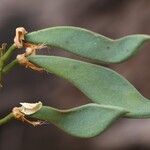 Craibia grandiflora Φρούτο