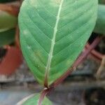 Sanchezia oblonga পাতা