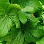 Podophyllum hexandrum Leht