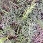 Achillea odorataLeaf