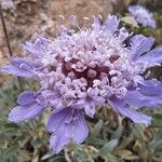 Lomelosia cretica Blomst