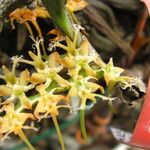 Tridactyle bicaudata Flower
