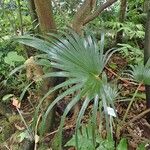 Latania lontaroides Natur