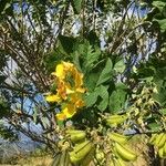 Crotalaria mitchellii Цветок