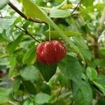 Eugenia uniflora Fruit