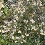 Symphyotrichum ericoides Lorea