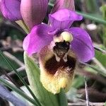 Ophrys tenthredinifera Цвят