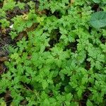 Erodium cheilanthifoliumЛіст