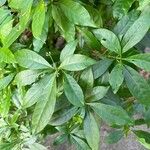 Rauvolfia serpentina Deilen