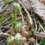 Dryopteris carthusiana Other